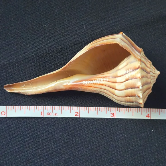 Unique Natural Seashell Collection-30yo Rare Hawaiian & 20yo Floridian, 2"-4.5" - Picture 12 of 15